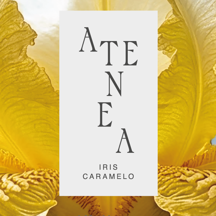 Atenea.png